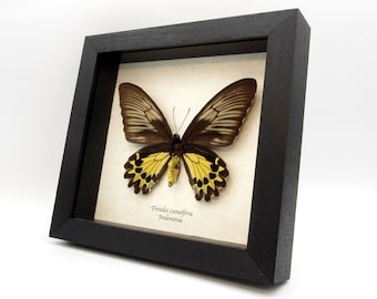 Large yellow Birdwing butterfly framed taxidermy - Troides cuneifera - female