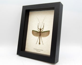 Refreshing green stick bug framed taxidermy - Aschiphasma annulipes