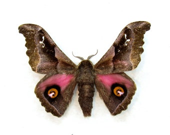 Real pink Saturn moth framed taxidermy - Ludia orinoptena