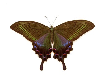 Real large Alpine Black Swallowtail framed taxidermy - Papilio maackii - female - Victorian mount
