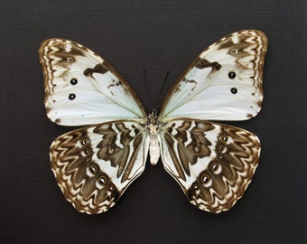 珍しいモルフォ蝶のメスの額入り剥製 - Morpho cypris - Etsy 日本