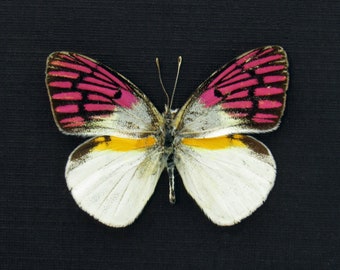 Rare magenta butterfly framed taxidermy - Colotis zoe