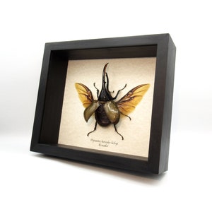 Real XL Hercules Rhinoceros beetle framed - Dynastes hercules lichyi