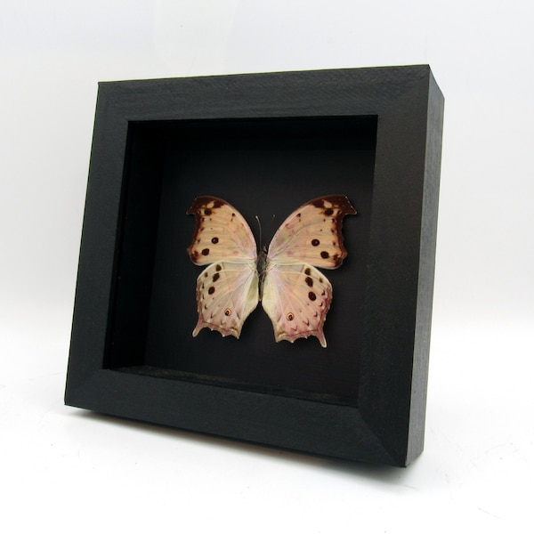 Mother of Pearl framed taxidermy butterfly - Salamis parhassus