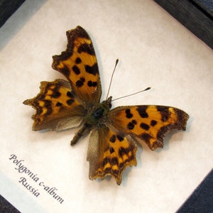 Real Comma Butterfly framed taxidermy Polygonia c-album image 1