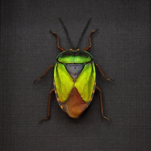 May include: A green and brown bug with iridescent wings. The bug is on a black background.