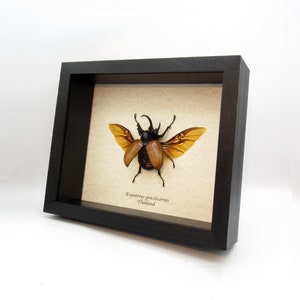 Beetles Deals Box Real Frog Legged Leaf Beetle Taxidermy Set - Museum Quality Specimens In Display Box Taxidermy Bugs