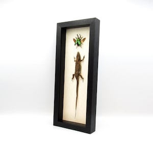 The Chase!  Real framed lizard chasing a Stag beetle