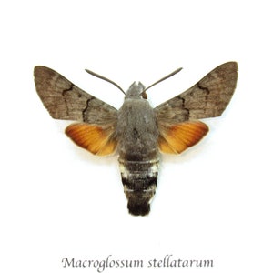 Real Hummingbird Hawk-moth framed taxidermy Macroglossum stellatarum image 1