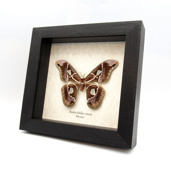 Real Saturn moth framed taxidermy - Rothschildia cincta