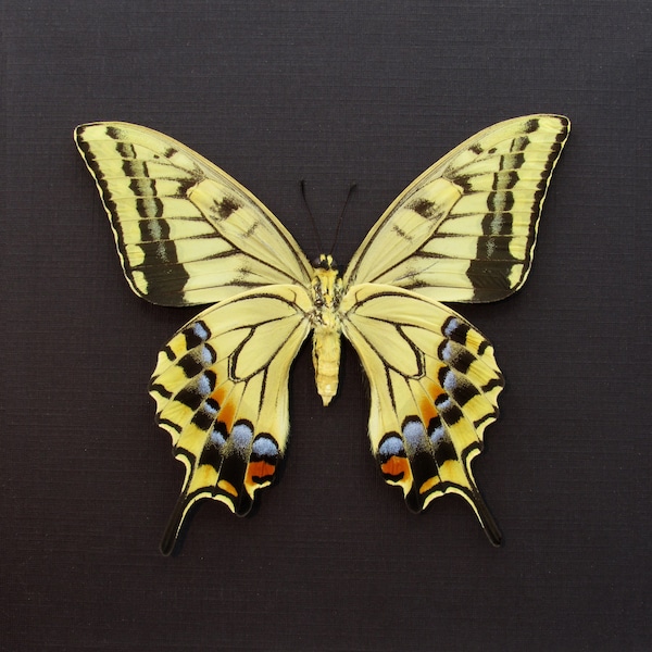 Rare XL Old World Swallowtail butterfly framed - Papilio machaon hippocrates - summer form female