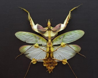 【aviso gold】PRAYING MANTIS 5'6 TINT Lot - ALVIN A. WHITE YELLOW GOLD SCULPTURE OF A PRAYING