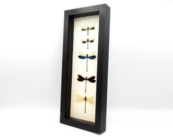 Real Dragonfly collection framed taxidermy