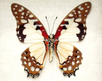 Real Angola White Lady (lol) butterfly framed taxidermy - Graphium angolanus