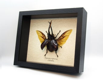 Ornithoptera priamus ♂♀ 標本 Vintage Real Green Birdwing Butterfly (Ornithoptera Priamus
