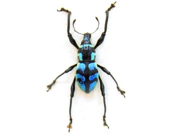 WEEVIL MANIA - Real blue beetle framed taxidermy - Metapocyrtus lindabonus