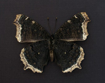 本物の喪服蝶の剥製 - Nymphalis antiopa - Etsy 日本