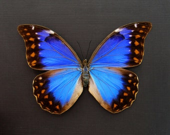 Very rare metallic blue/violet Morpho butterfly framed taxidermy - Morpho anaxibia - large female