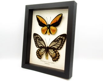 Real Giant Orange Birdwing butterflies framed taxidermy - Ornithoptera croesus lydius - M+F pair