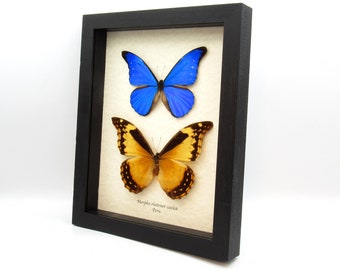 Real Morpho butterflies framed taxidermy - Morpho rhetenor cacica - male and female pair