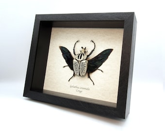 Rare GIANT Blue Birdwing butterfly framed taxidermy