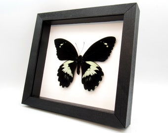 XL real black butterfly framed taxidermy - Papilio gambrisius colossus