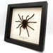 see more listings in the Spiders section