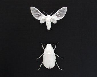 Real all white beetle and moth framed taxidermy - Melolonthinae cyphochilus and Balacra pulchra