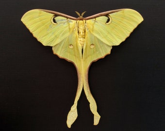 Giant Malaysian Moon moth framed taxidermy - Actias maenas - female - Victorian mount - minor damage