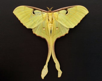Actias rhodopneuma ♀ Actias rhodopneuma THAILAND - World of Butterflies and Moths
