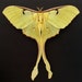 see more listings in the Moths section