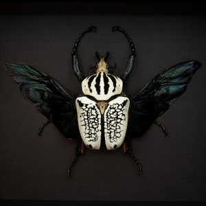 Real XXL Flower Beetle Framed Taxidermy Goliathus Orientalis - Etsy