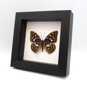 Real Purple Emperor butterfly framed taxidermy - Sasakia charonda