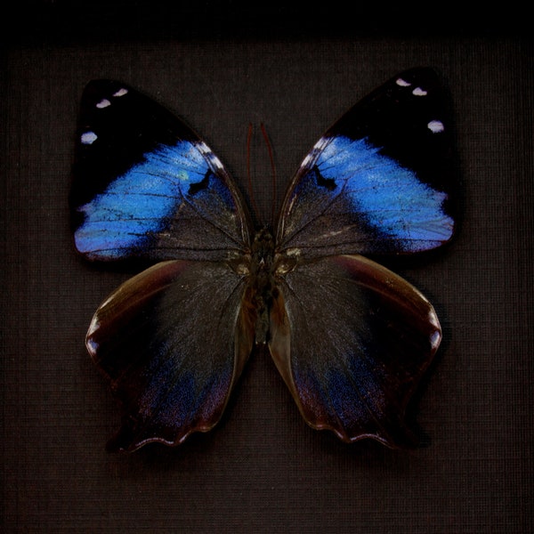 Real blue butterfly framed taxidermy - Prothoe franck