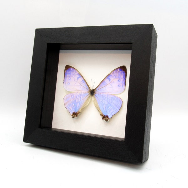 Real Pearl Morpho framed butterfly taxidermy - Morpho sulkowskyi