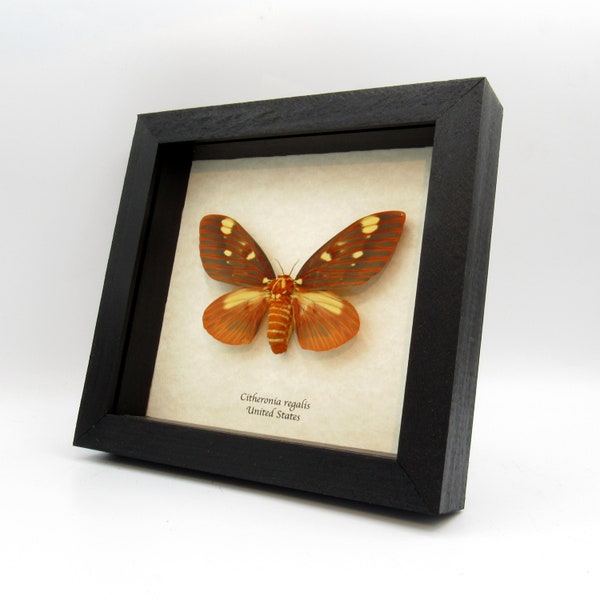 Giant Royal Walnut moth framed taxidermy - Citheronia regalis - female