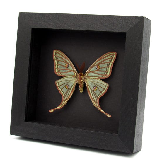 Spain Graellsia　isabellae　78mm BicBugs Graellsia isabellae RARE REPLICA framed green