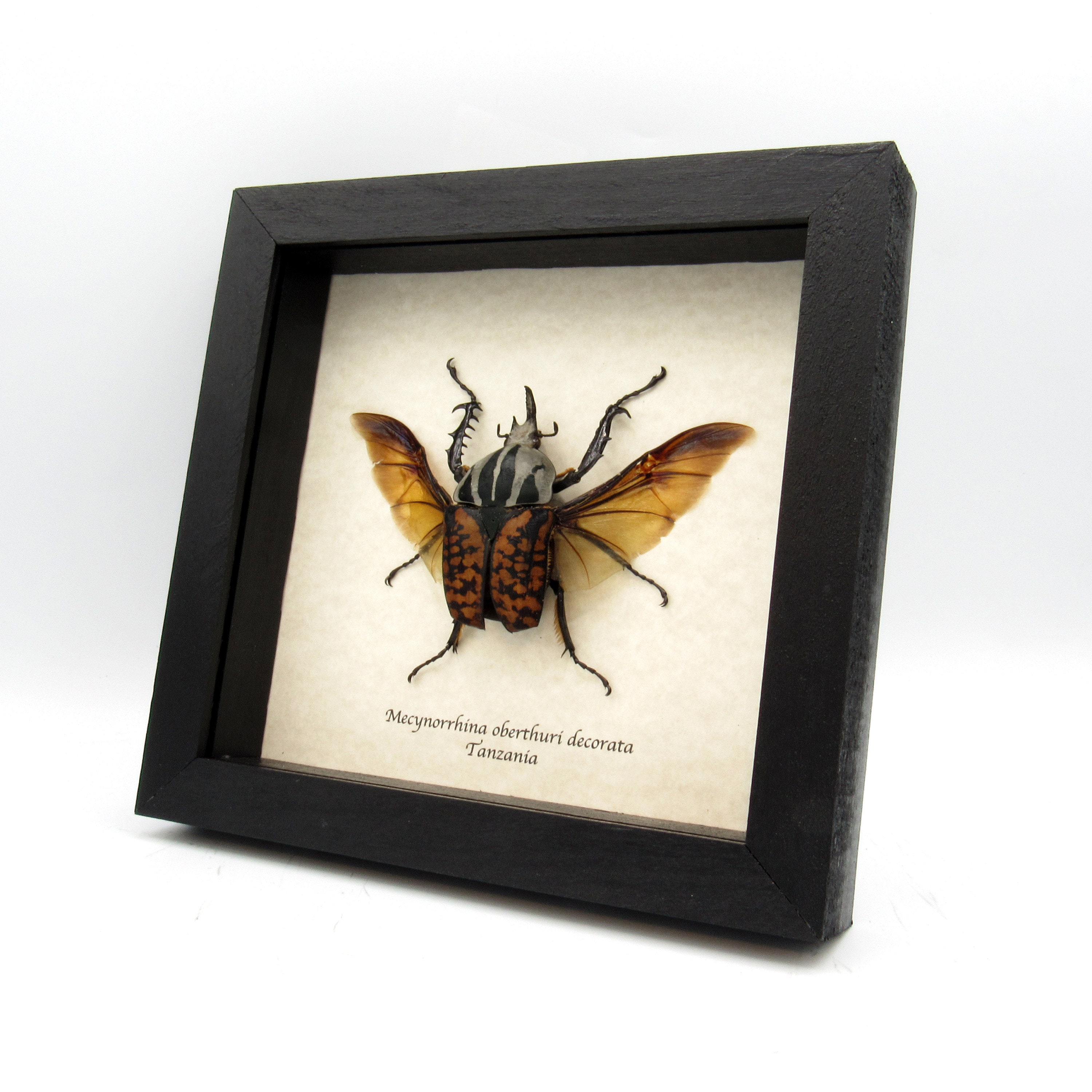 Real Giant Flower Beetle Framed Taxidermy - Mecynorhina Oberthuri