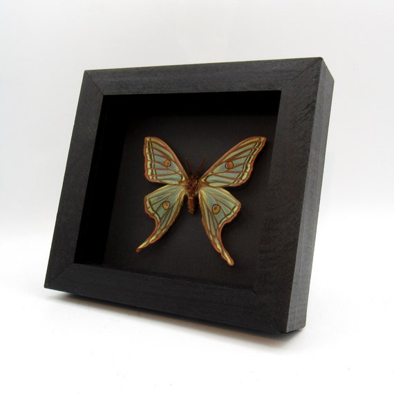 Rare Spanish Moon moth framed taxidermy - Graellsia isabellae