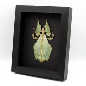May include: A framed insect specimen, a leaf insect, is displayed against a black background. The insect is a pale green color, with a leaf-like appearance. The frame is a simple, black, rectangular box.