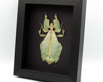 本物の巨大アマゾンアリの剥製 - ディノポネラ属 - Etsy 日本