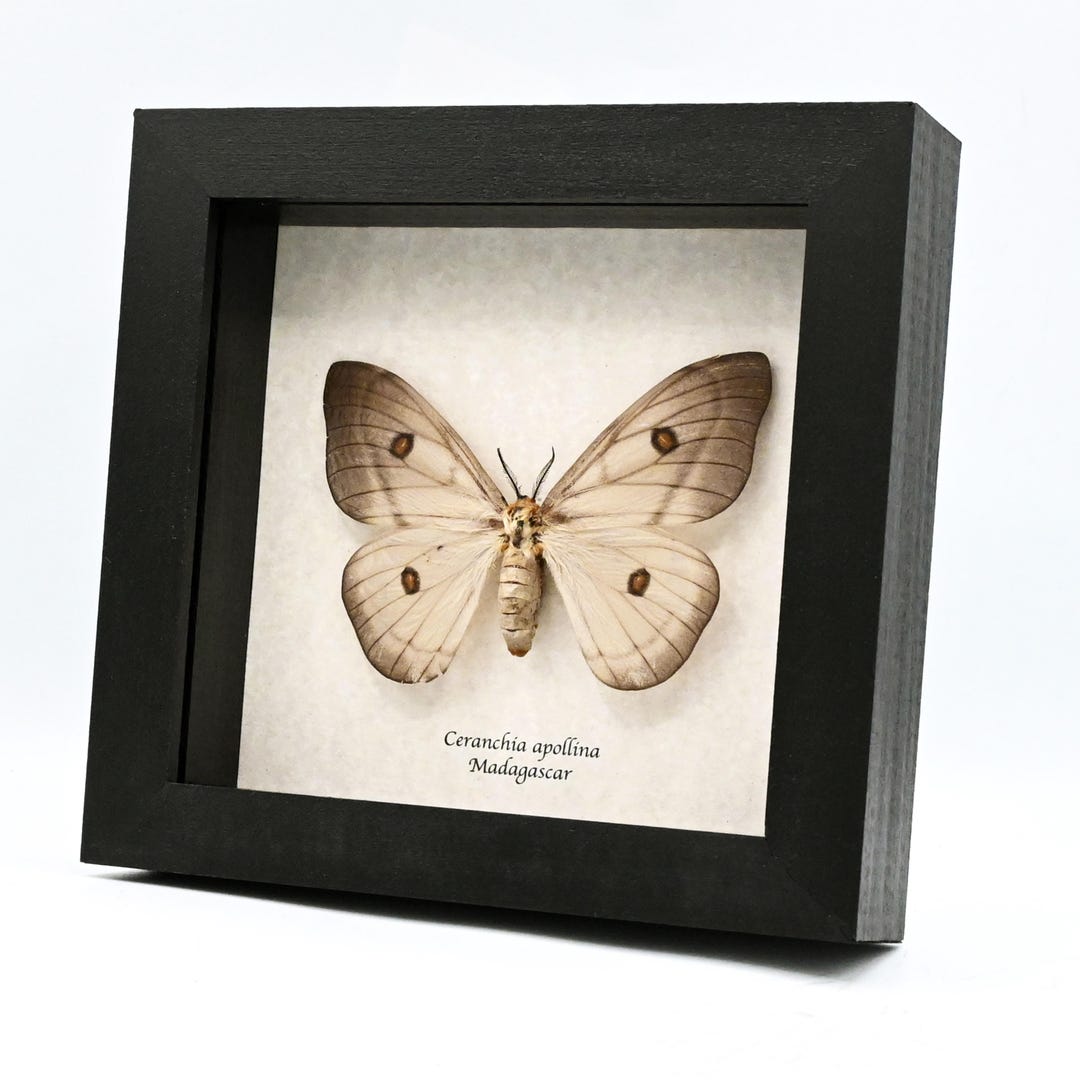Giant Ghostly Silk Moth Framed Taxidermy - Ceranchia Apollina