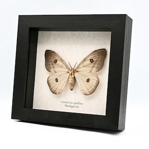 Ceranchia Apollina - Etsy