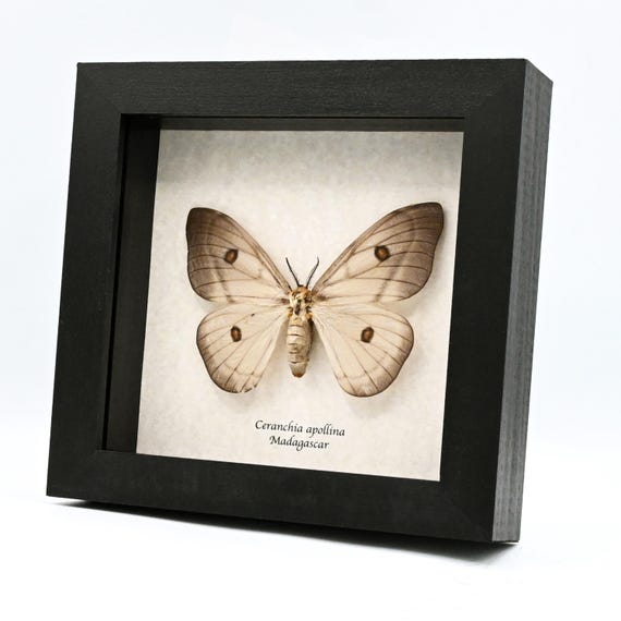 Giant Ghostly Silk Moth Framed Taxidermy - Ceranchia Apollina