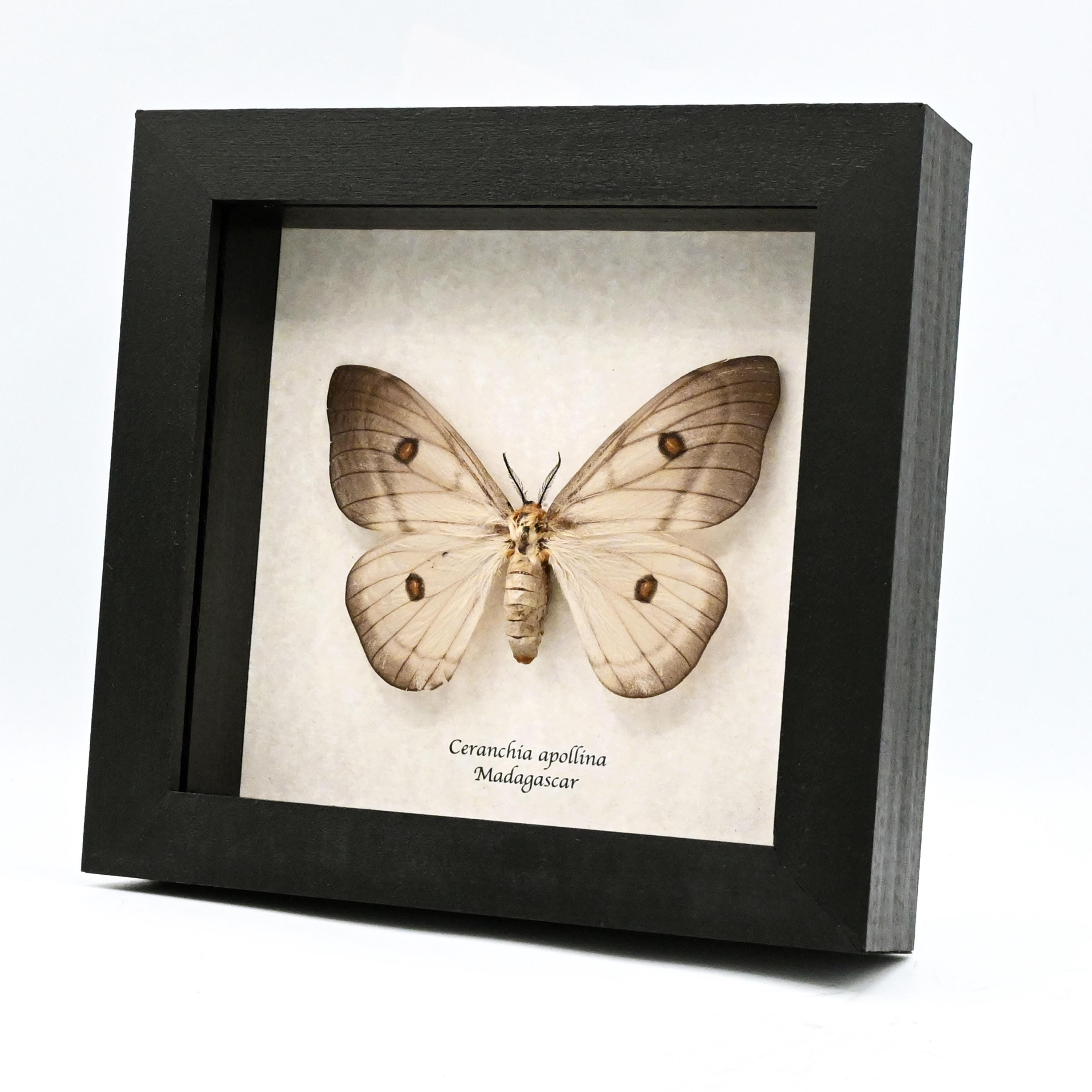 標本 Ceranchia apollina2 pair 112mm 122mm Giant Ghostly Silk Moth Framed Taxidermy - Ceranchia Apollina