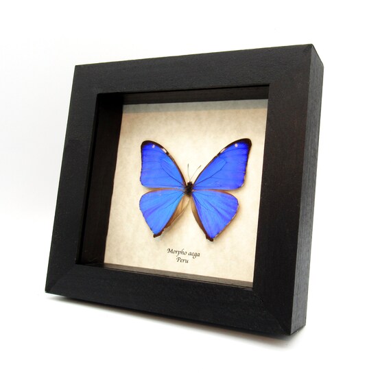 本物の虹色に輝く青い蝶の剥製 - モルフォアエガ - Etsy 日本