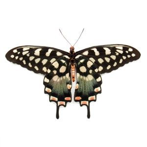 本物の額入り剥製の蝶 - Charaxes zingha - Etsy 日本