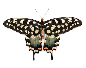 本物のアフリカンクイーン蝶の額入り剥製 - Danaus chrysippus - Etsy 日本