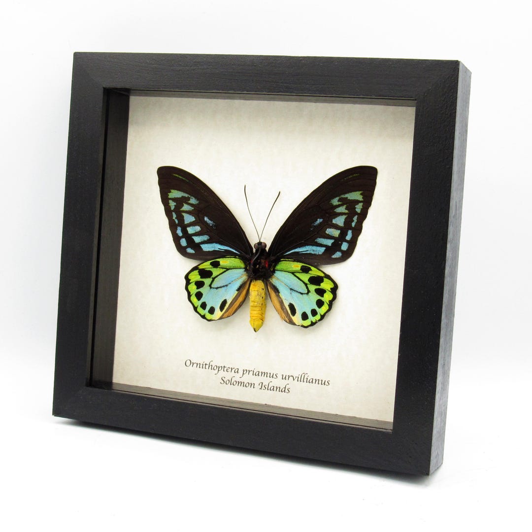 Rare GIANT Blue Birdwing Butterfly Framed Taxidermy - Ornithoptera