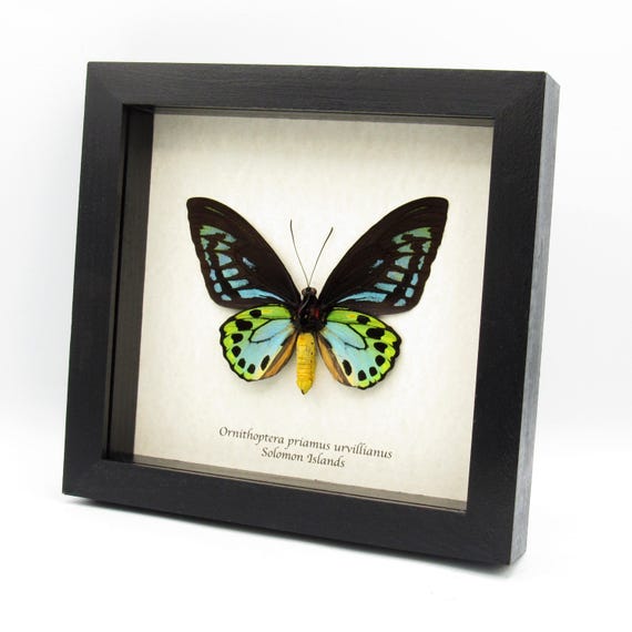 Rare GIANT Blue Birdwing Butterfly Framed Taxidermy - Ornithoptera